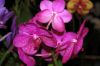 Valentinstag-Orchideen-HH-120331-DSC_0036.jpg