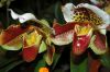 Valentinstag-Orchideen-HH-120331-DSC_0037.jpg