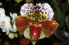 Valentinstag-Orchideen-HH-120331-DSC_0039.jpg