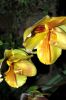 Valentinstag-Orchideen-HH-120331-DSC_0047.jpg