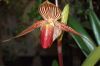 Valentinstag-Orchideen-HH-120331-DSC_0055.jpg