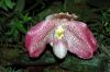 Valentinstag-Orchideen-HH-120331-DSC_0059.jpg