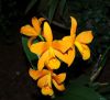 Valentinstag-Orchideen-HH-120331-DSC_0066.jpg
