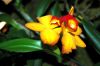 Valentinstag-Orchideen-HH-120331-DSC_0070.jpg