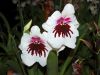 Valentinstag-Orchideen-HH-120331-DSC_0072.jpg