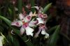 Valentinstag-Orchideen-HH-120331-DSC_0074.jpg