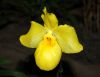 Valentinstag-Orchideen-HH-120331-DSC_0075.jpg