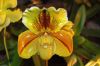 Valentinstag-Orchideen-HH-120331-DSC_0144.jpg