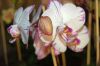Valentinstag-Orchideen-HH-120331-DSC_0178.jpg
