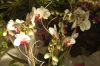 Valentinstag-Orchideen-HH-120331-DSC_0179.jpg