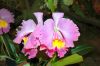 Valentinstag-Orchideen-HH-120331-DSC_0223.jpg