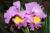 Valentinstag-Orchideen-HH-120331-DSC_0224.jpg