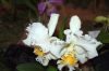 Valentinstag-Orchideen-HH-120331-DSC_0227.jpg