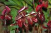 Valentinstag-Orchideen-HH-120331-DSC_0256.jpg