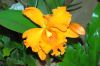 Valentinstag-Orchideen-HH-120331-DSC_0264.jpg