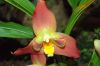 Valentinstag-Orchideen-HH-120331-DSC_0267.jpg