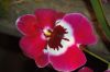 Valentinstag-Orchideen-HH-120331-DSC_0278.jpg