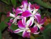 Valentinstag-Orchideen-HH-120331-DSC_0331.jpg