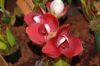 Valentinstag-Orchideen-HH-120331-DSC_0337.jpg