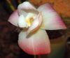 Valentinstag-Orchideen-HH-120331-DSC_0338.jpg