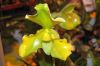 Valentinstag-Orchideen-HH-120331-DSC_0373.jpg