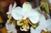 Valentinstag-Orchideen-HH-120331-DSC_0374.jpg