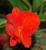Valentinstag-Orchideen-HH-120331-DSC_0375.jpg