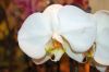 Valentinstag-Orchideen-HH-120331-DSC_0379.jpg