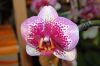 Valentinstag-Orchideen-HH-120331-DSC_0381.jpg