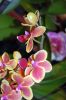 Valentinstag-Orchideen-HH-120331-DSC_0382.jpg
