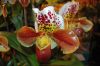 Valentinstag-Orchideen-HH-120331-DSC_0390.jpg