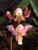 Valentinstag-Orchideen-HH-120331-DSC_0393.jpg