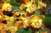 Valentinstag-Orchideen-HH-120331-DSC_0421.jpg