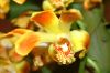 Valentinstag-Orchideen-HH-120331-DSC_0422.jpg