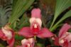 Valentinstag-Orchideen-HH-120331-DSC_0425.jpg