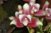 Valentinstag-Orchideen-HH-120331-DSC_0426.jpg