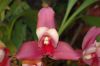 Valentinstag-Orchideen-HH-120331-DSC_0427.jpg