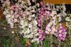 Valentinstag-Orchideen-HH-120331-DSC_0428.jpg