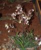 Valentinstag-Orchideen-HH-120331-DSC_0430.jpg
