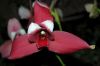 Valentinstag-Orchideen-HH-120331-DSC_0048.jpg